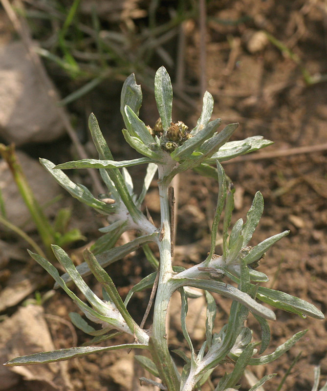 Gnaphalium uliginosum / Canapicchia palustre